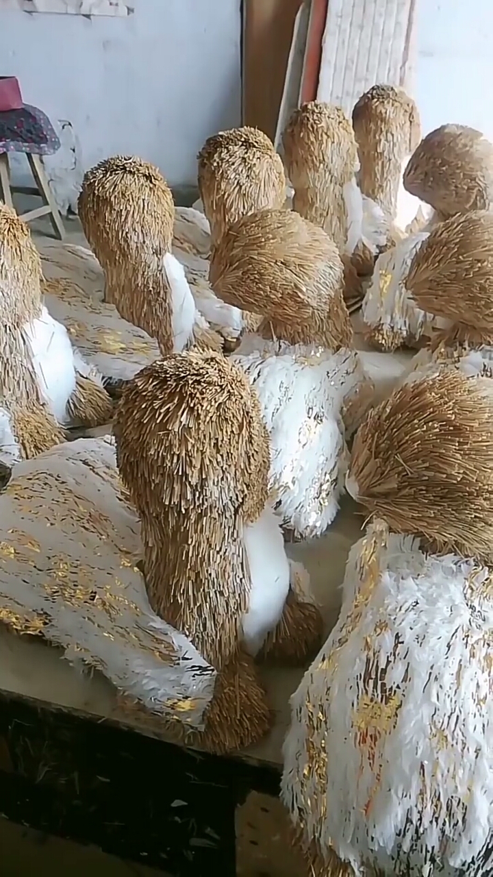 我的妈呀,我以为小鸡宝宝孵出来在那歪头呢,原来是猴头菇啊