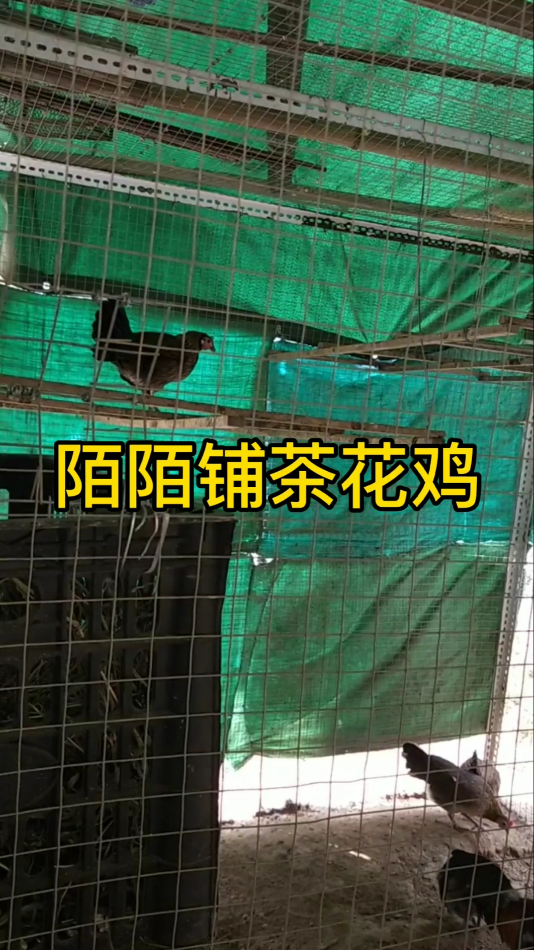 #母鸡#小母鸡下蛋了