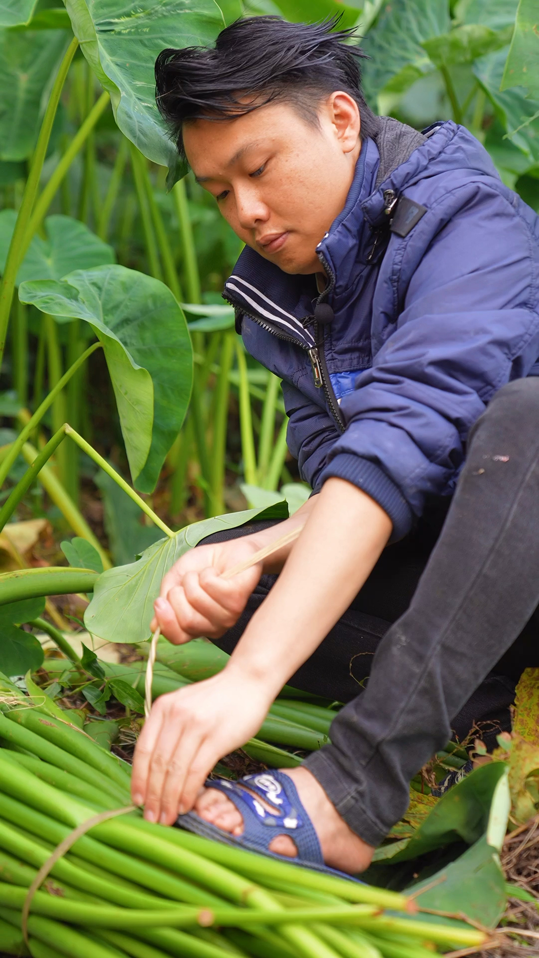 芋头苗做成咸菜,小时候的味道