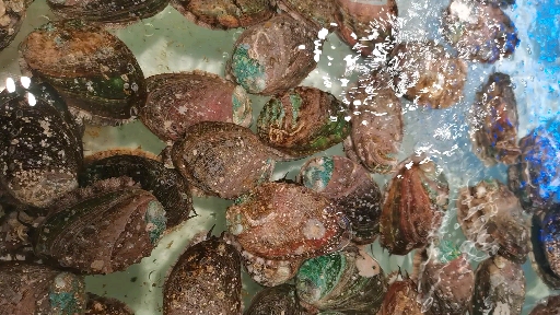 鲍鱼