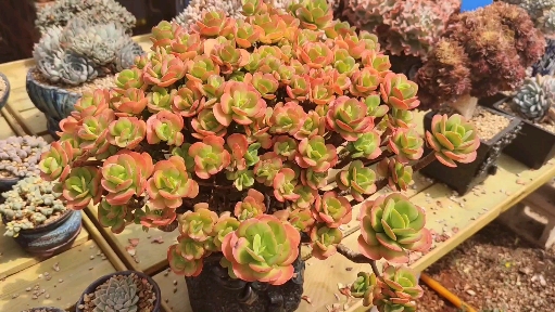 #多肉植物#红梅缀化的霸气登场,你被它的美折服了吗?