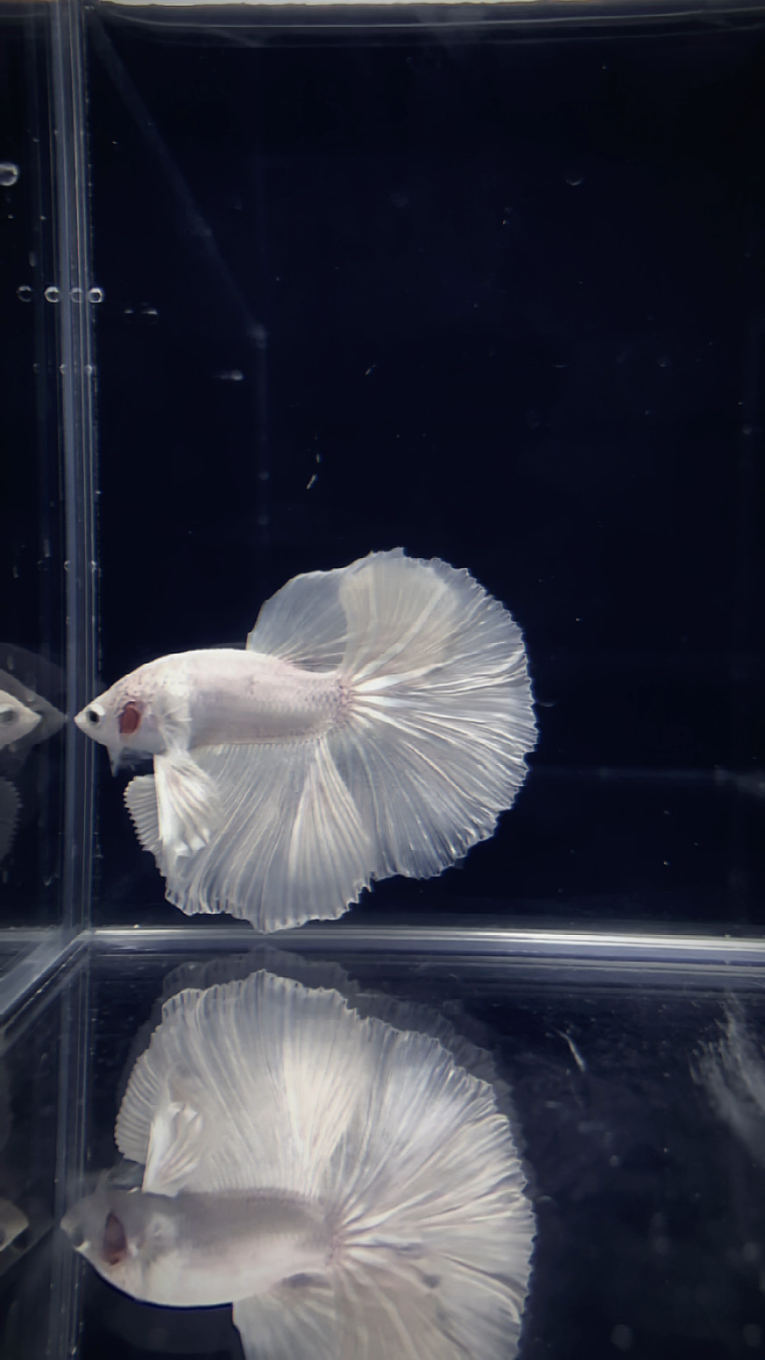 #我家宠物不一样#纯白半月斗鱼