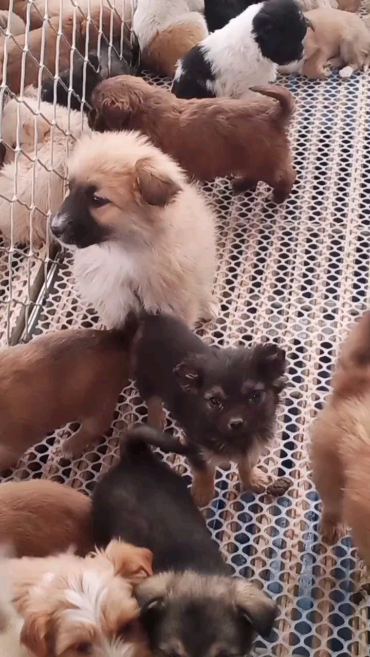 肉狗苗如何驱虫