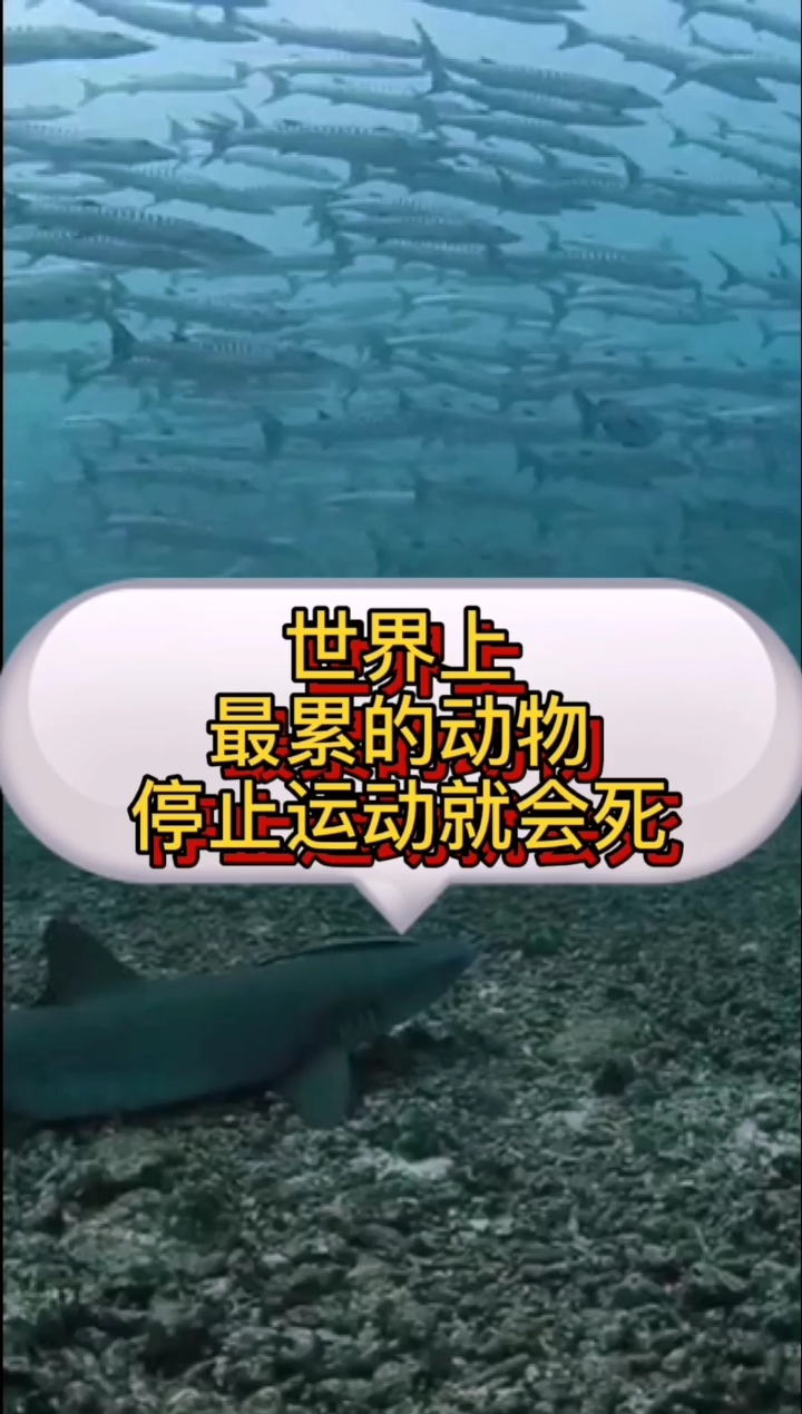 #每天一点冷知识#世界上最累的动物,停止运动就会死。