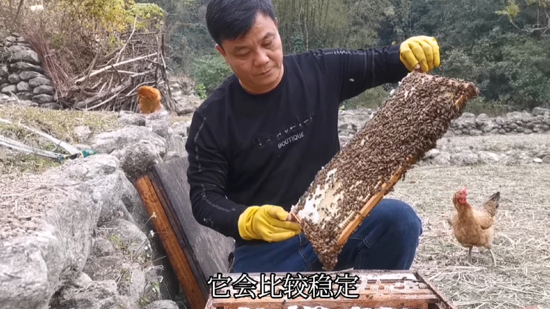 #养蜂技术中蜂养殖蜂群转场#蜂群转场要保持储蜜充足