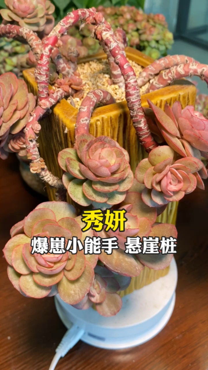 #多肉植物#秀妍多肉的养护方法多肉植物如何养护