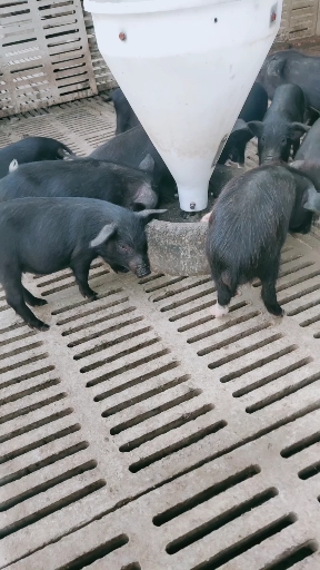 藏香猪肉质细腻,好喂养