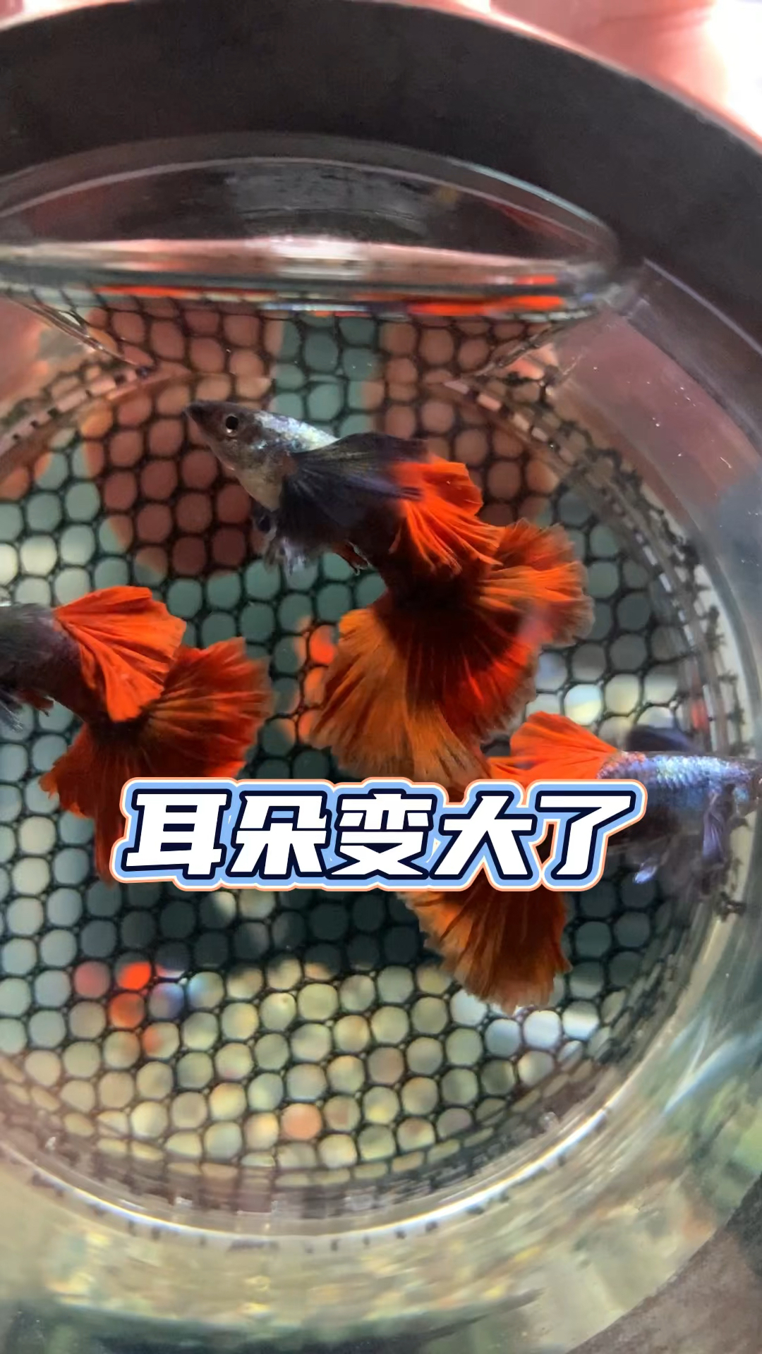 扇尾白金红尾耳朵变大了哦#养鱼日记#观赏鱼#孔雀鱼#养鱼人#水族