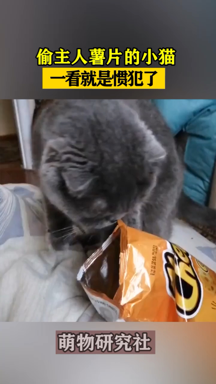 偷薯片吃的小猫咪