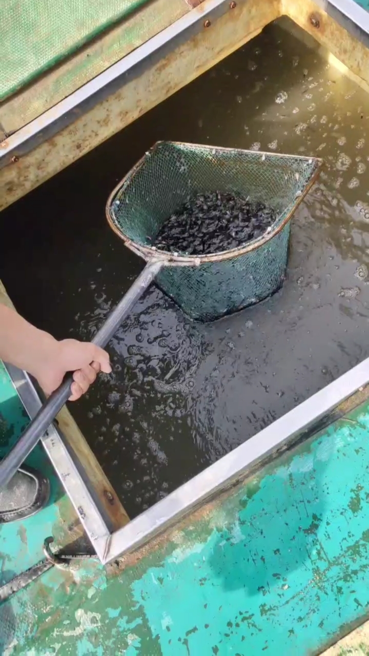 湖南,黄颡鱼,黄辣丁,鱼苗