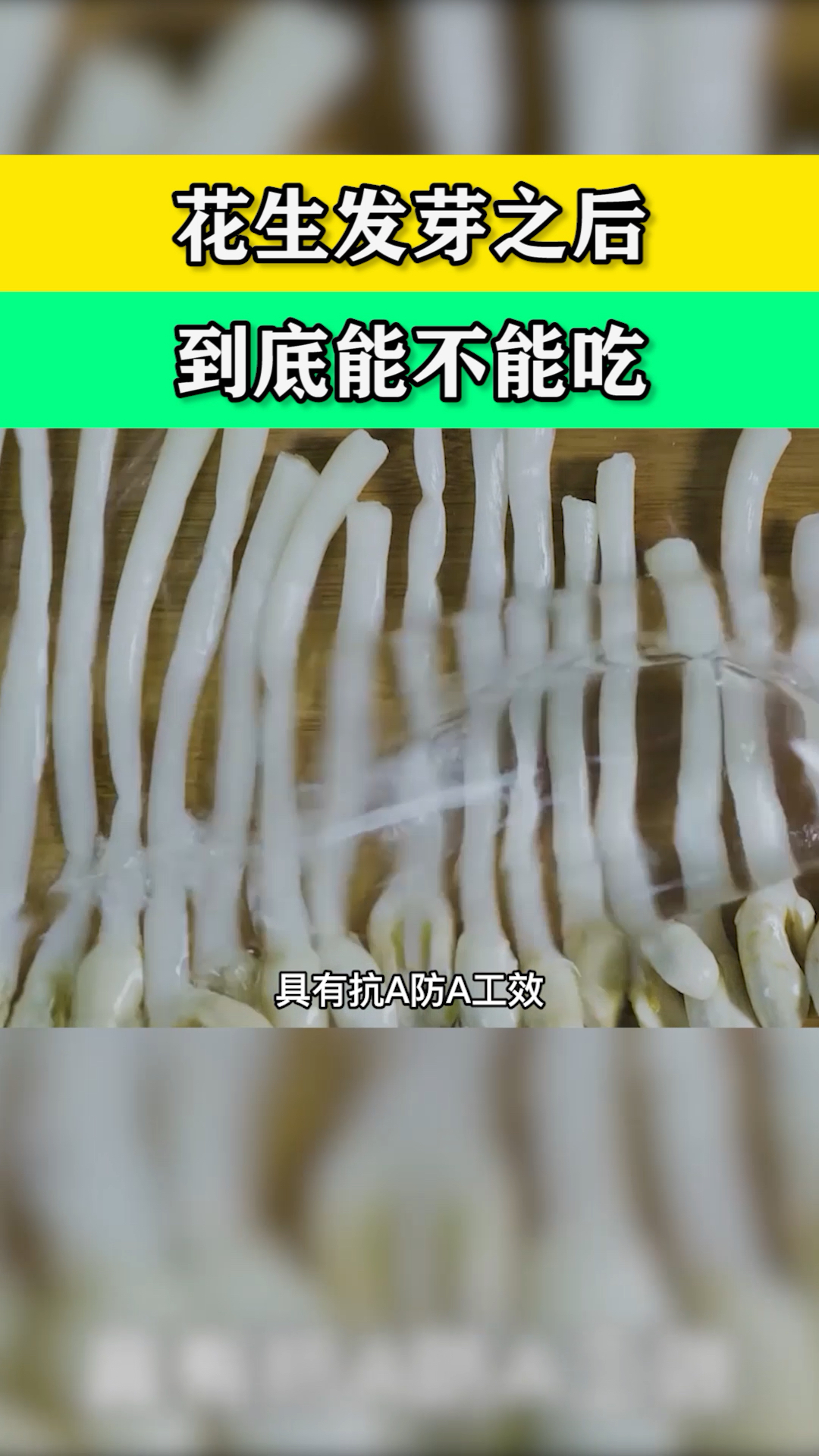 花生发芽之后,到底能不能吃?#芽苗菜#豆芽机