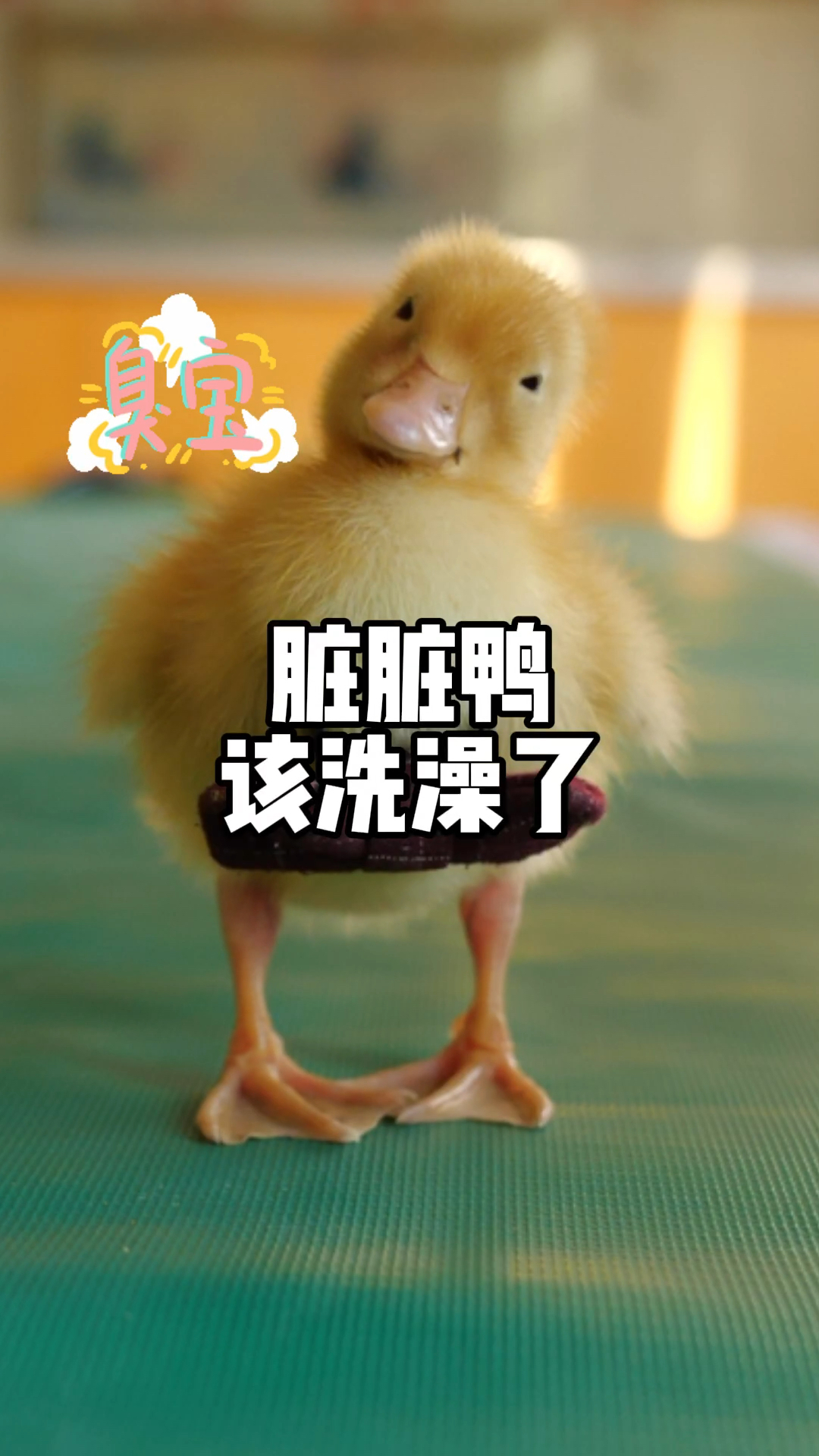 #神宠来袭#传说北京鸭最爱干净，可小黄一直挠痒痒啄自己，是不是该洗澡啦？