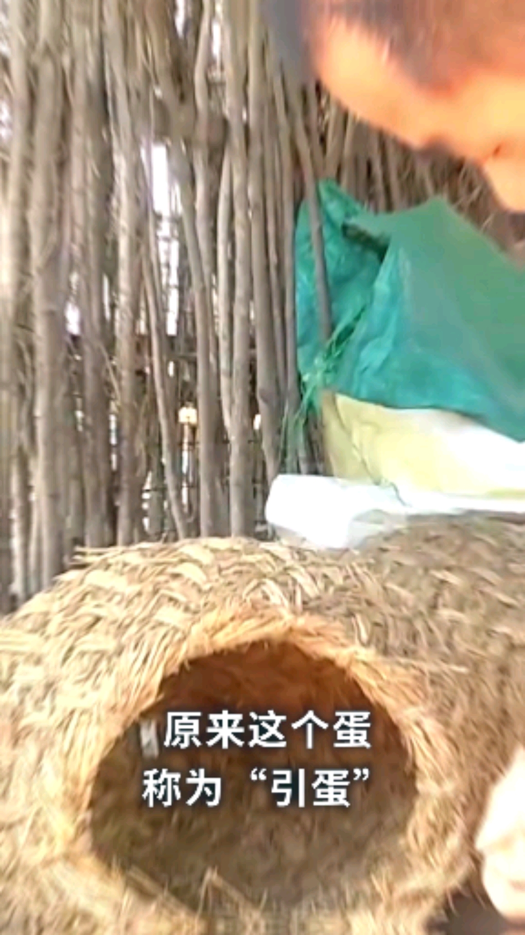 母鸡产蛋时,为什么要在鸡窝先放一个蛋呢?