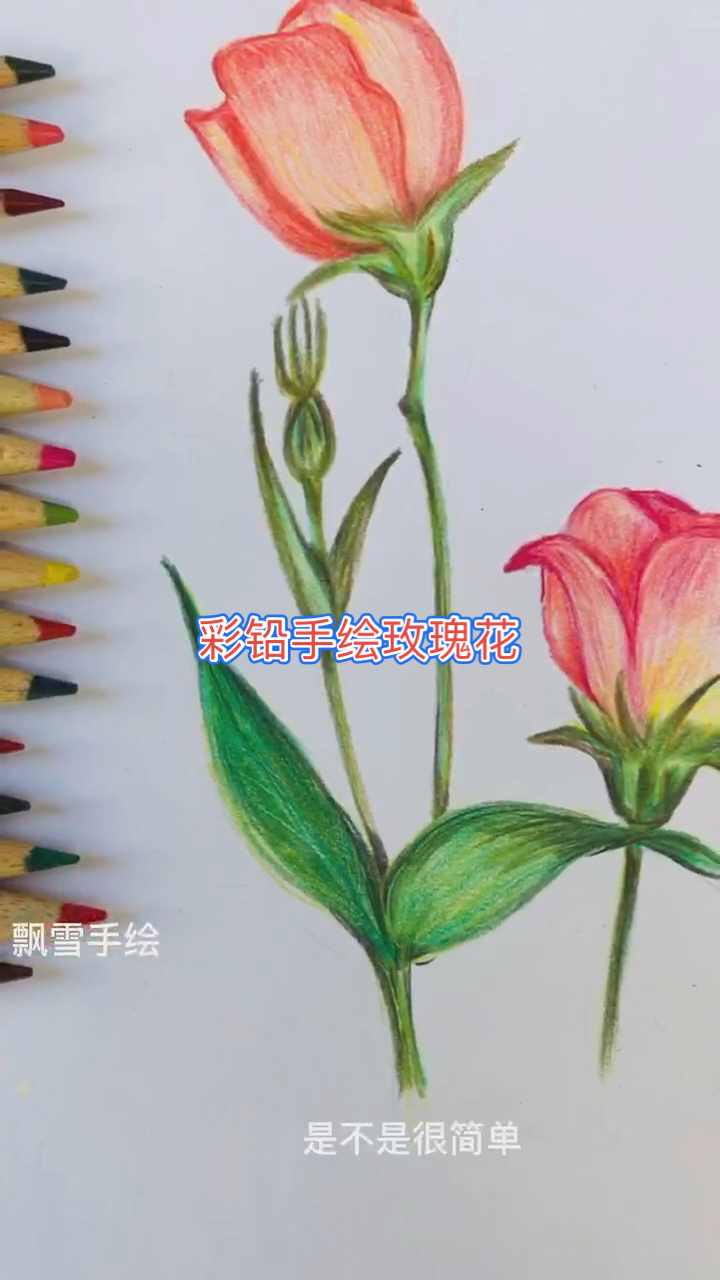 #彩铅画#彩铅手绘玫瑰花教程来了