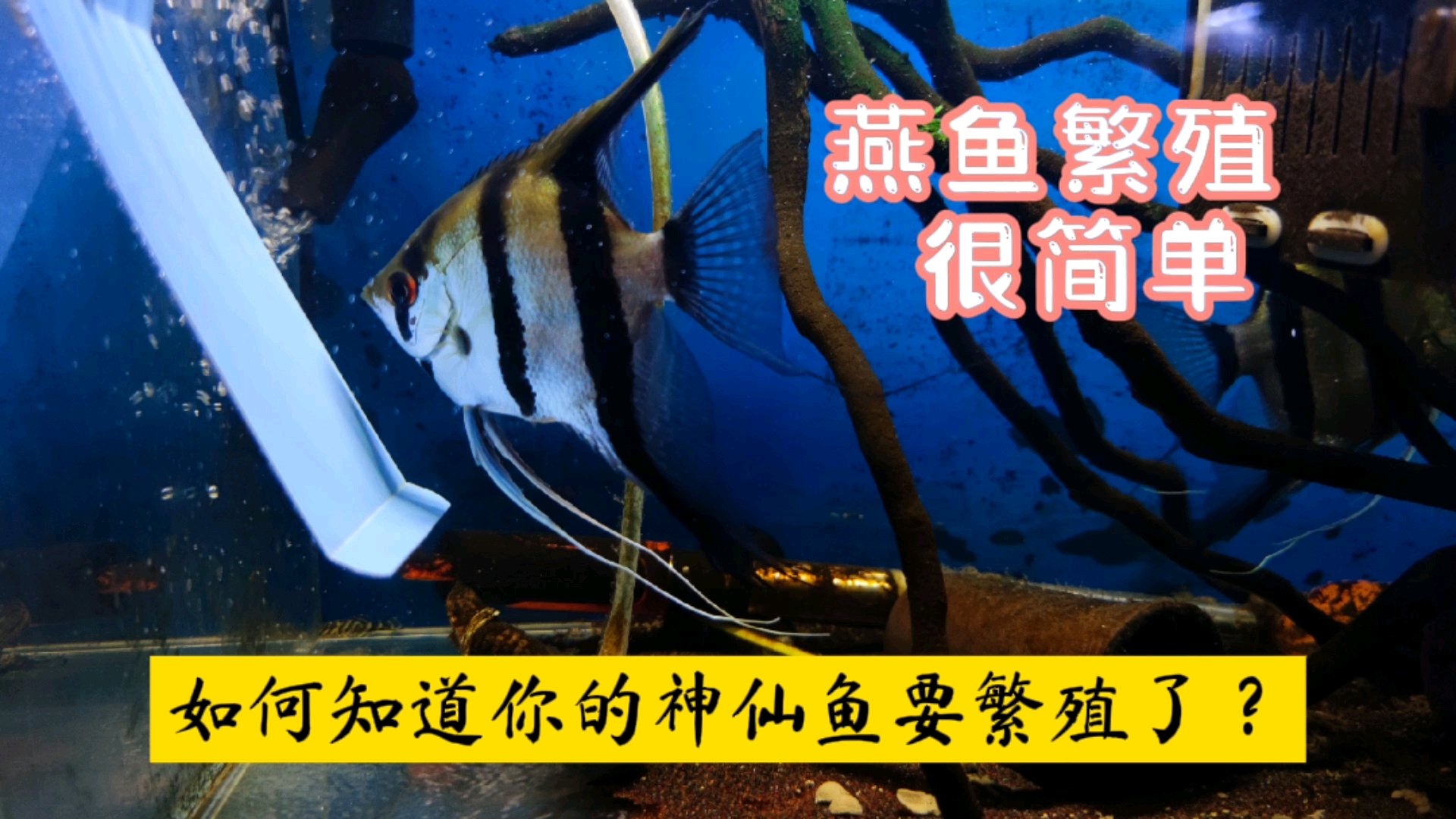 #记录生活#观察神仙鱼繁殖前的表现，做好准备，你也可以轻松繁殖神仙鱼