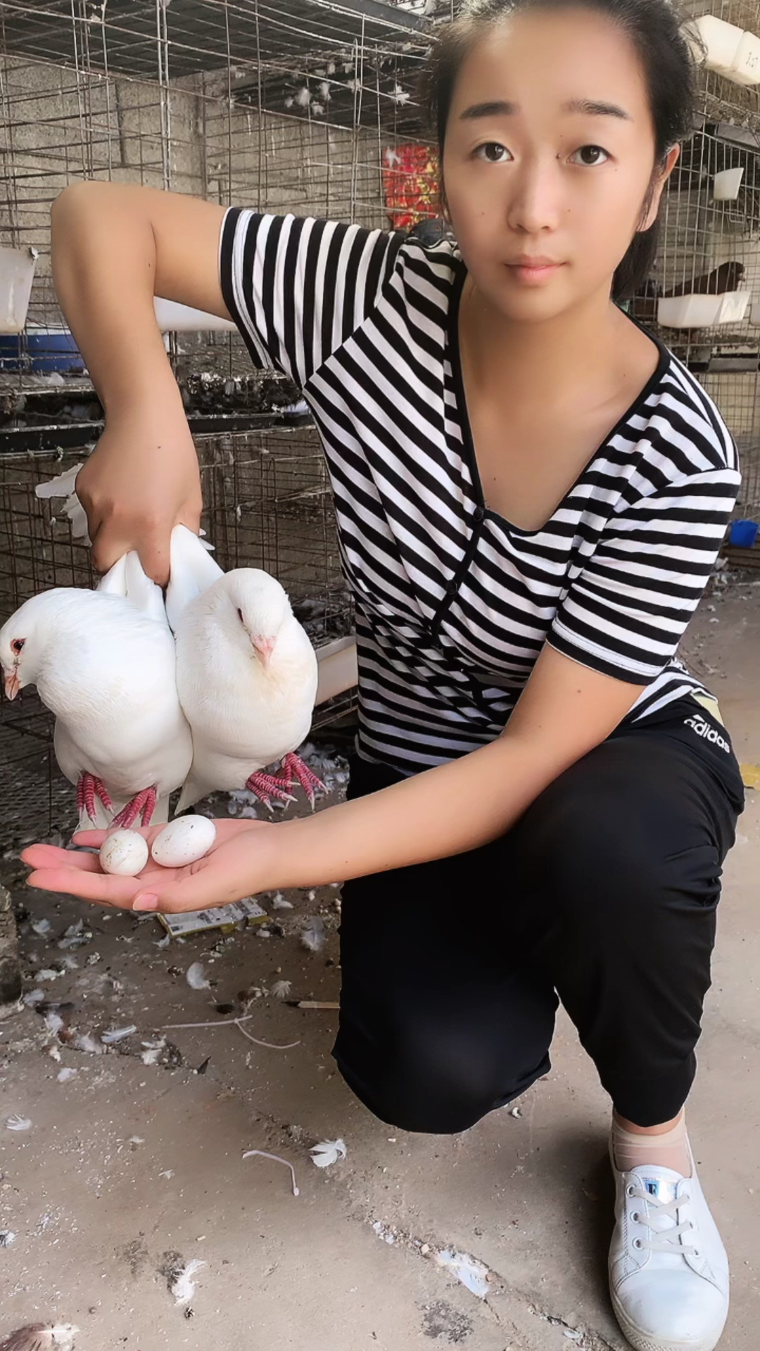 农村爷爷繁殖的大鸽子一个月一窝老人孩子都喜欢放在家里像小鸡一样养殖就可以