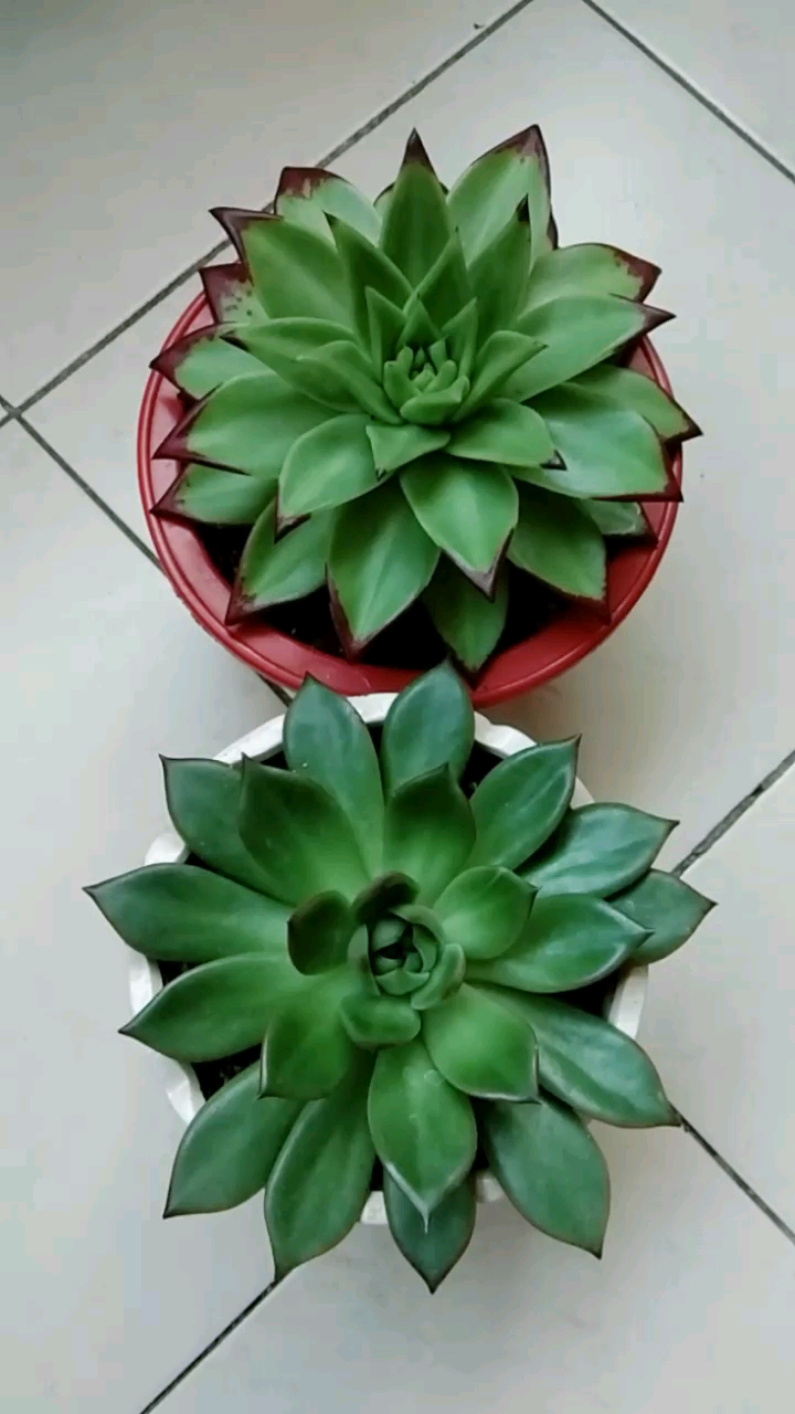#我的小花园#多肉东云,红唇
