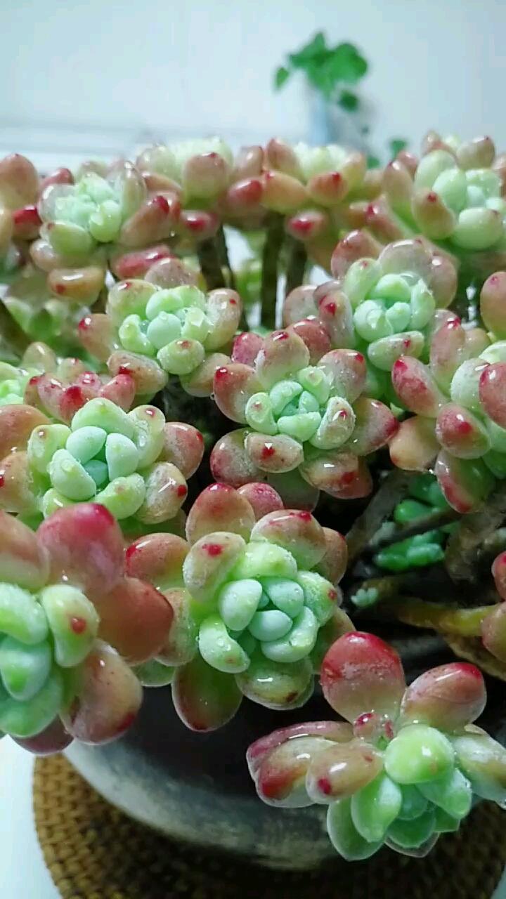 淋了几天的雨心都绿了老天爷快点出吧