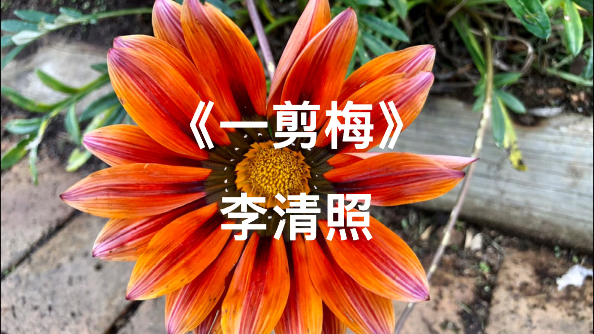 #你好,夏天#勋章菊