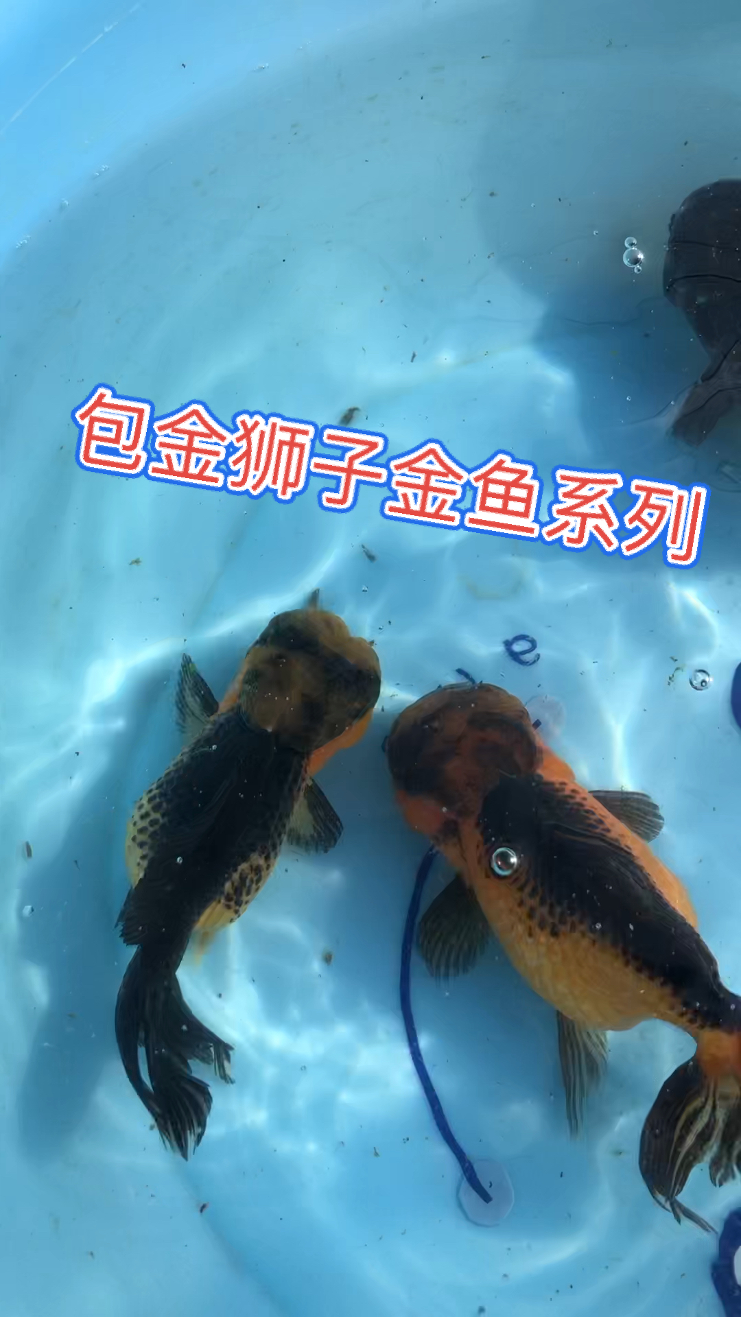 #金鱼#自己鱼塘养殖的金鱼包金狮子系列非常漂亮高贵