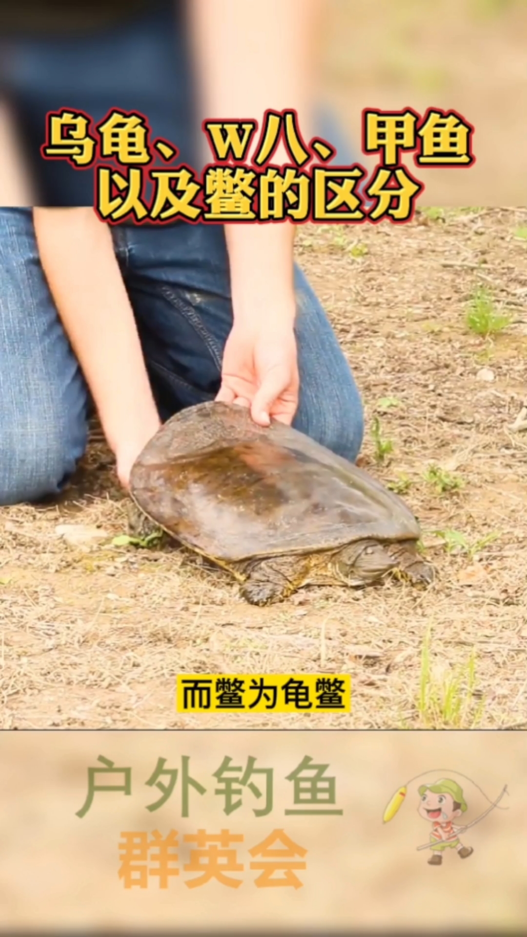 #钓鱼#乌龟、W八、甲鱼以及鳖的区分