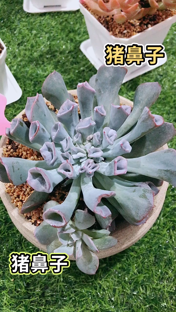 猪鼻子多肉