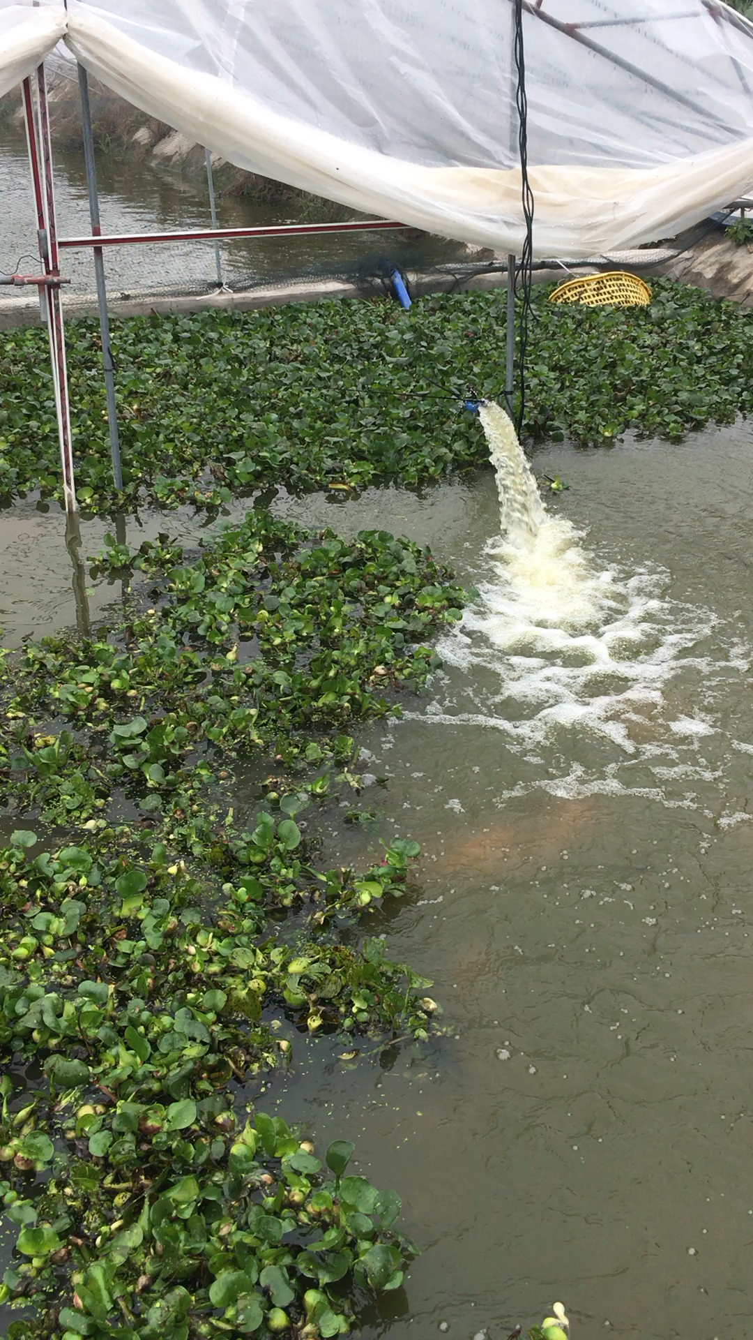 红鲤鱼产蛋了,好多鱼蛋