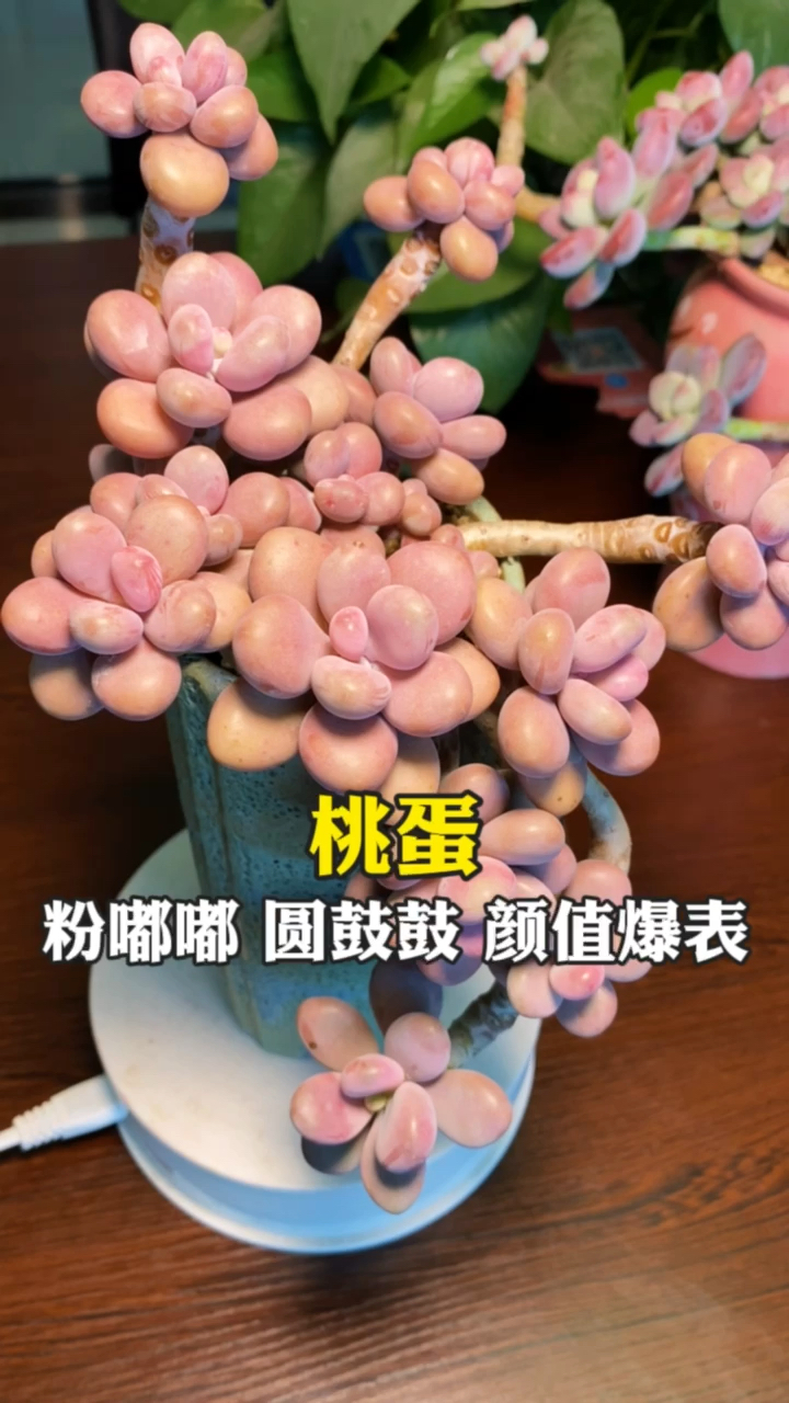 #多肉植物#桃蛋的养护方法多肉养殖技术