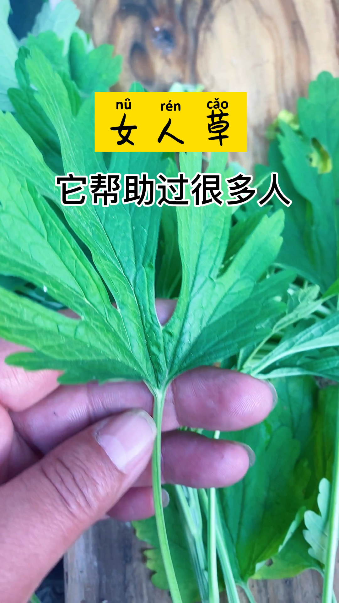 老婆最近脾气暴躁,今天说肚子不舒服就给她做个益母草汤