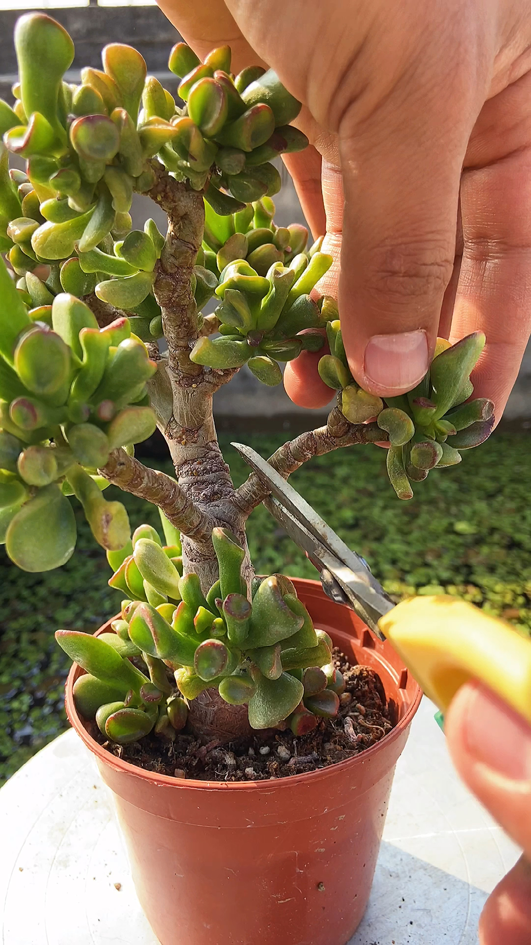 春天是扦插繁殖多肉植物的最佳时间