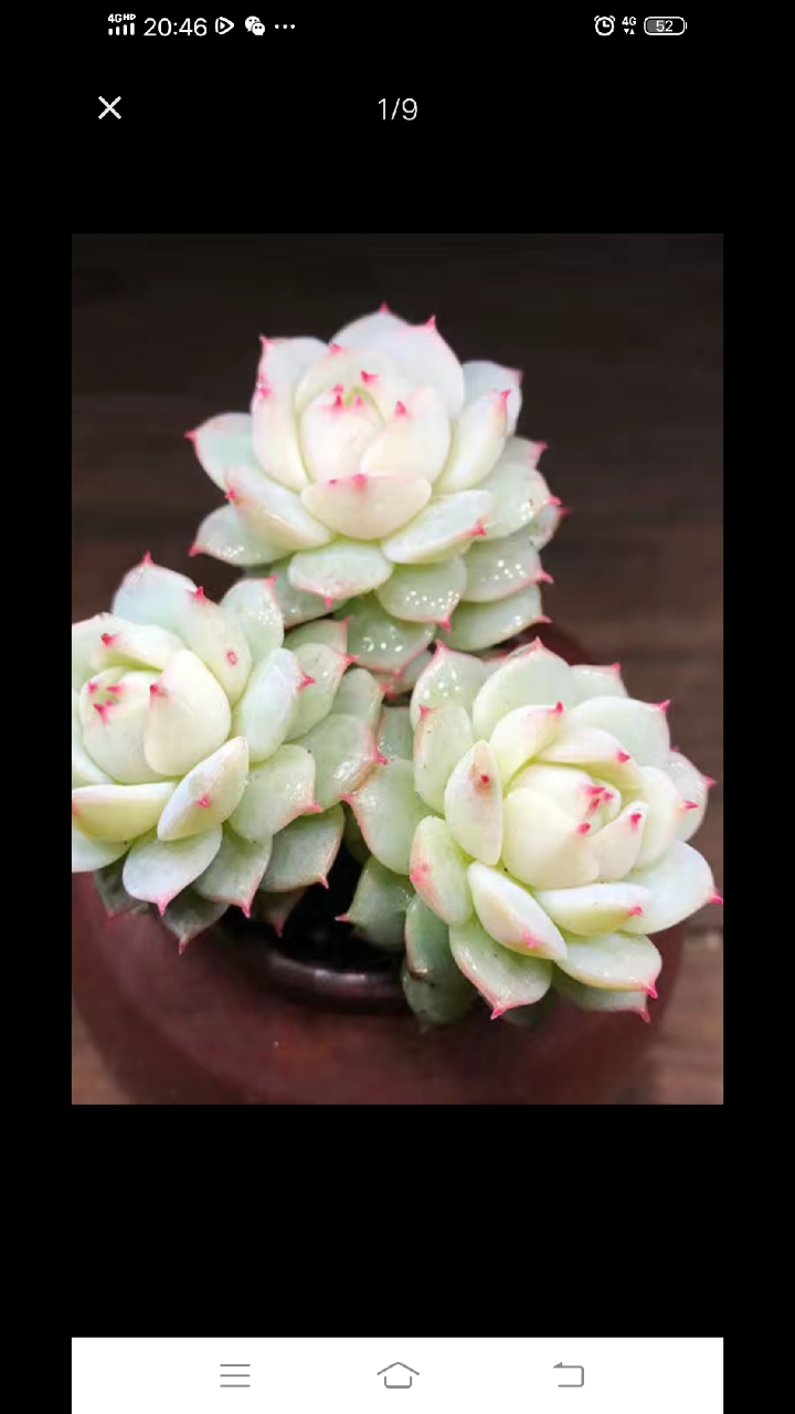 #神颜福利社#多肉植物