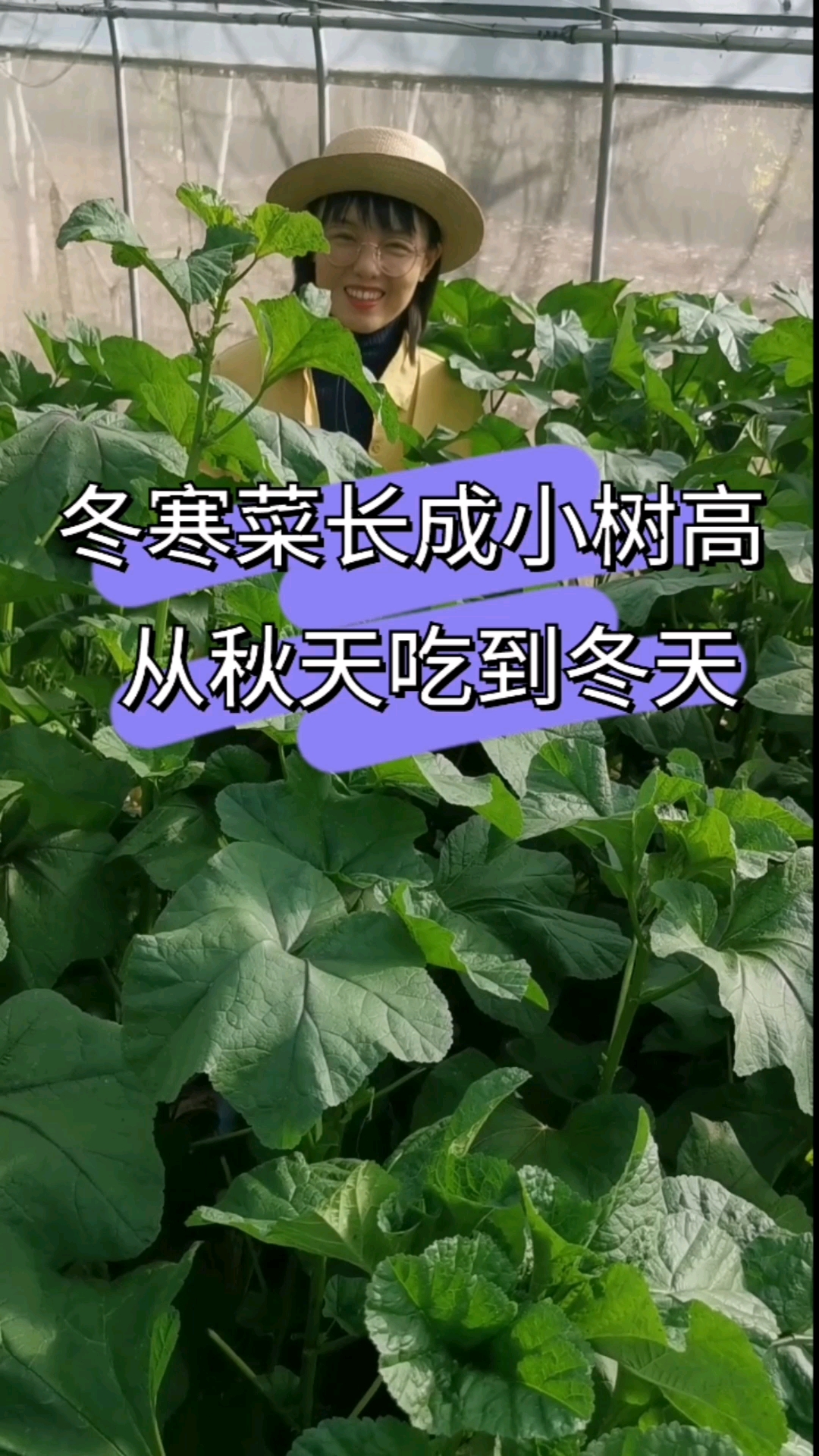 冬寒菜特别耐寒,而且多茬采收,能长成小树高,天天摘都吃不完,赶紧种一些尝尝吧!