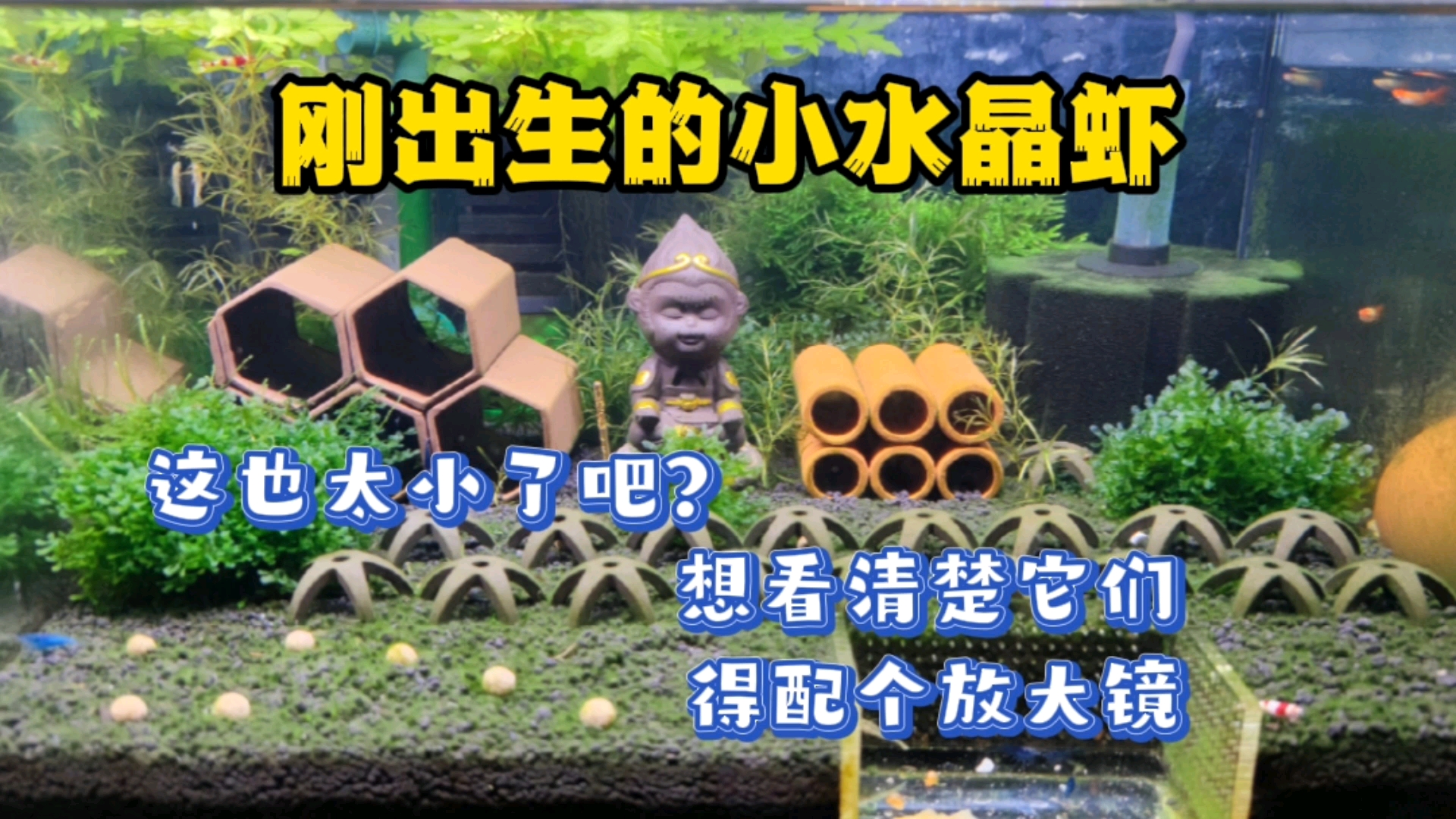 #记录生活#刚出生的水晶虾,也太小只了吧?想看清它们需要配个放大镜