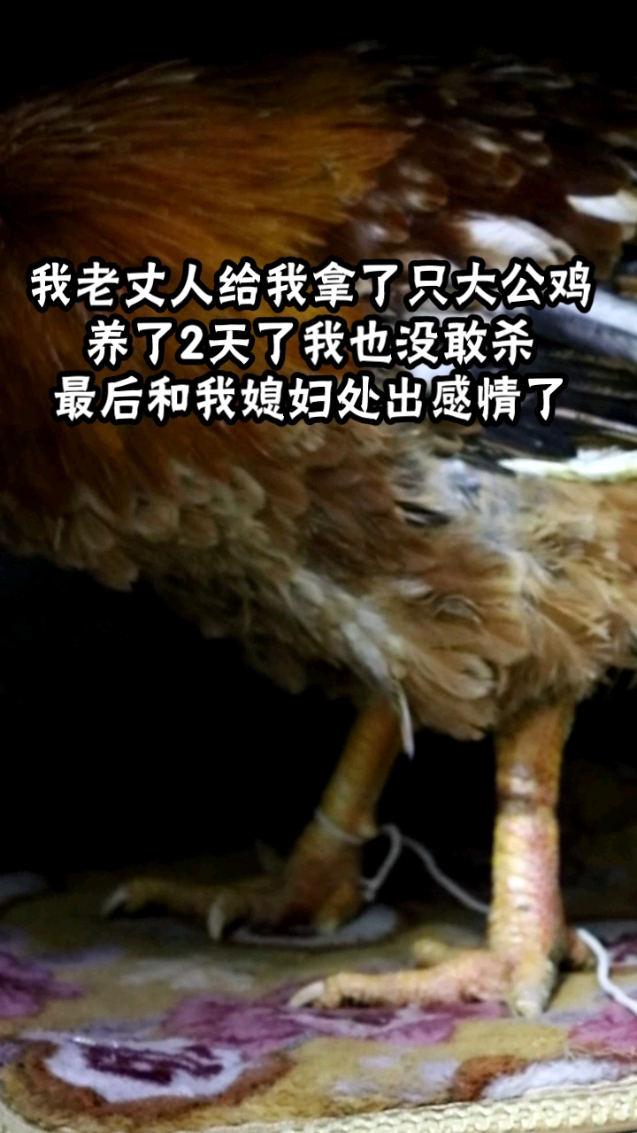 大公鸡