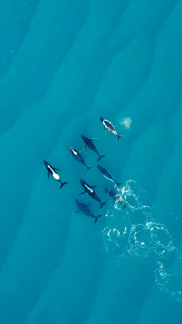 #鲸鱼#蓝色海洋悠闲自在的座头鲸群