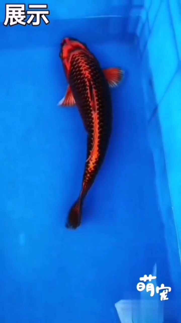 鸳鸯戏水彩鱼随,看着喜庆画面美。年年有鱼福满门,万家吉祥增富贵。
