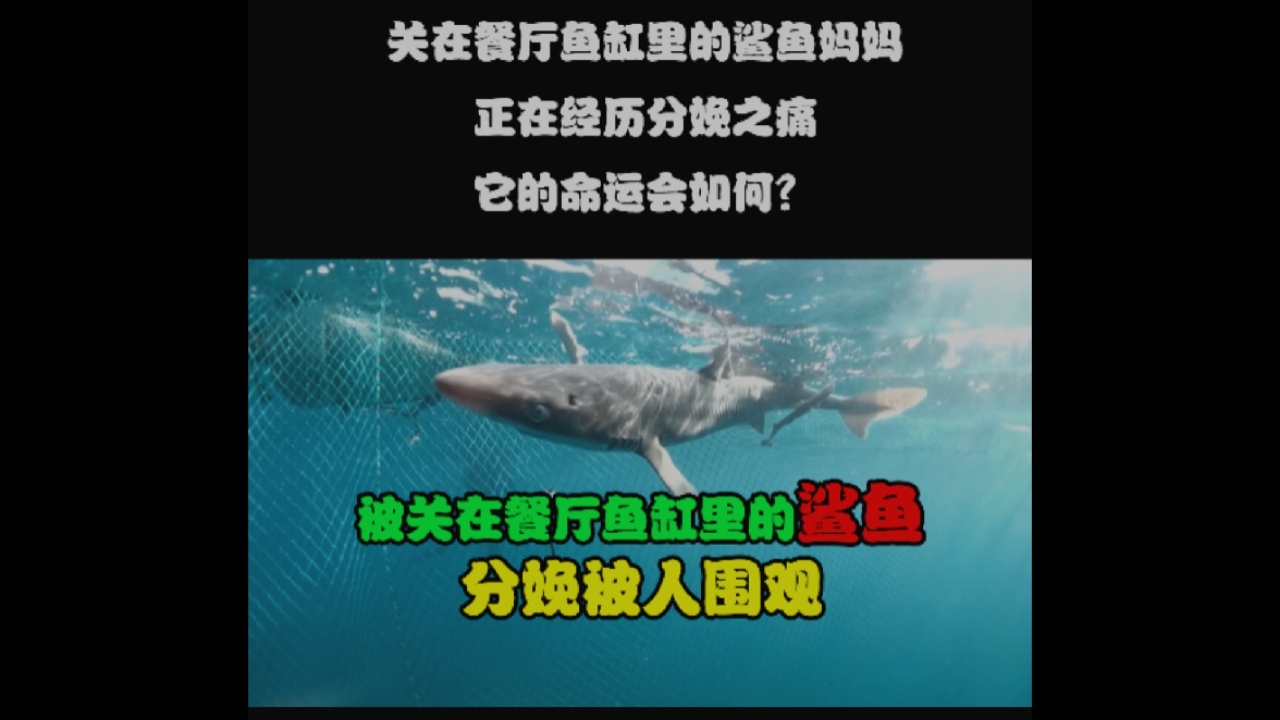 #记录生活#被关在餐厅鱼缸里的鲨鱼妈妈,分娩遭众人围观,它的命运会如何?