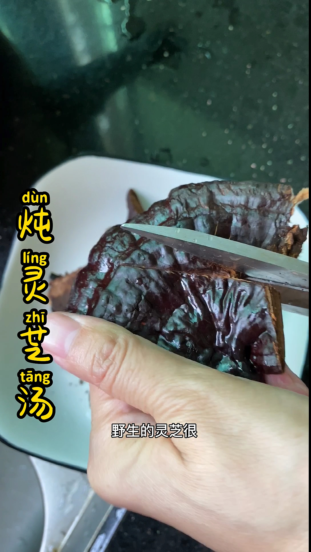 #植物#有客人来，炖点野生灵芝汤喝
