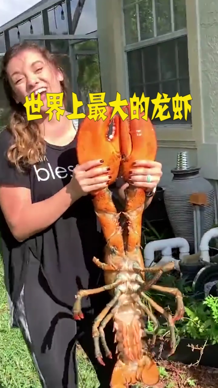 #知识来了#世界上最大的龙虾