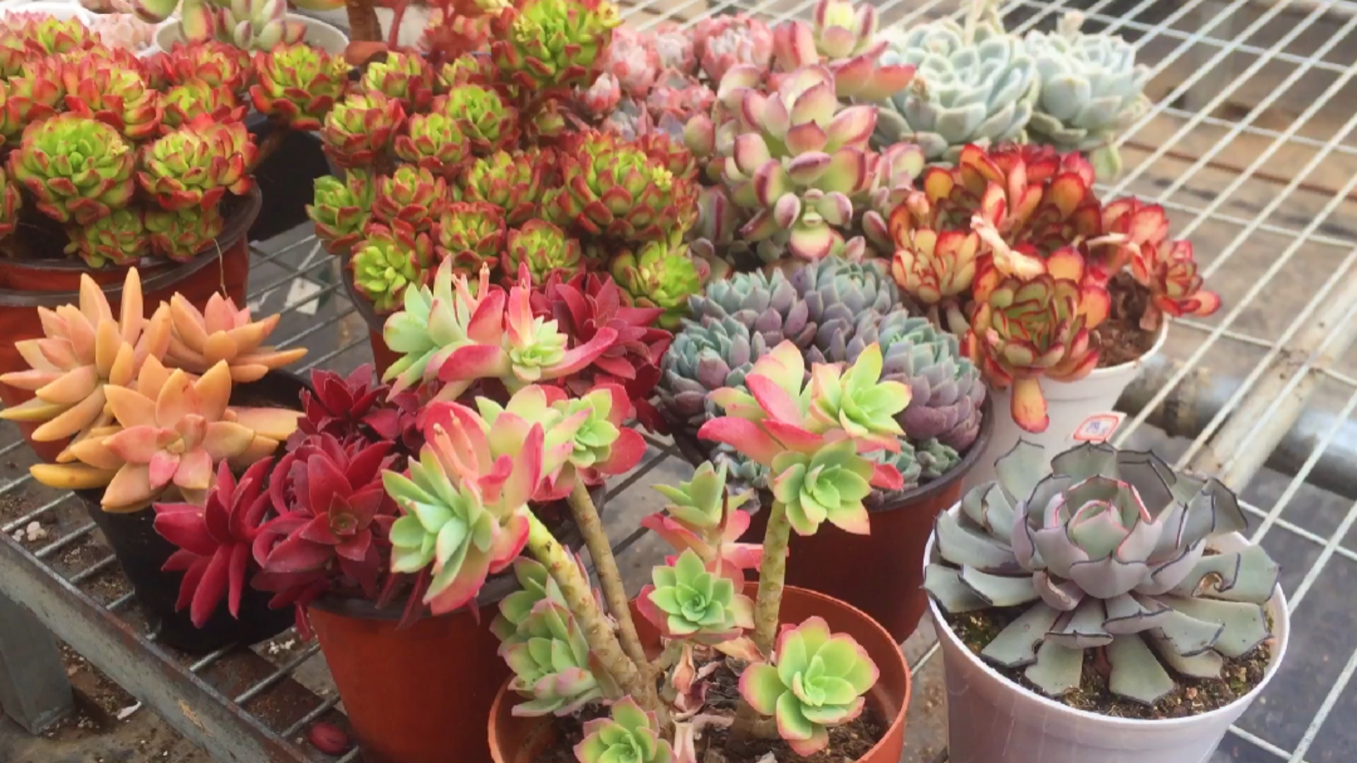 #多肉植物#多肉植物应该怎样养