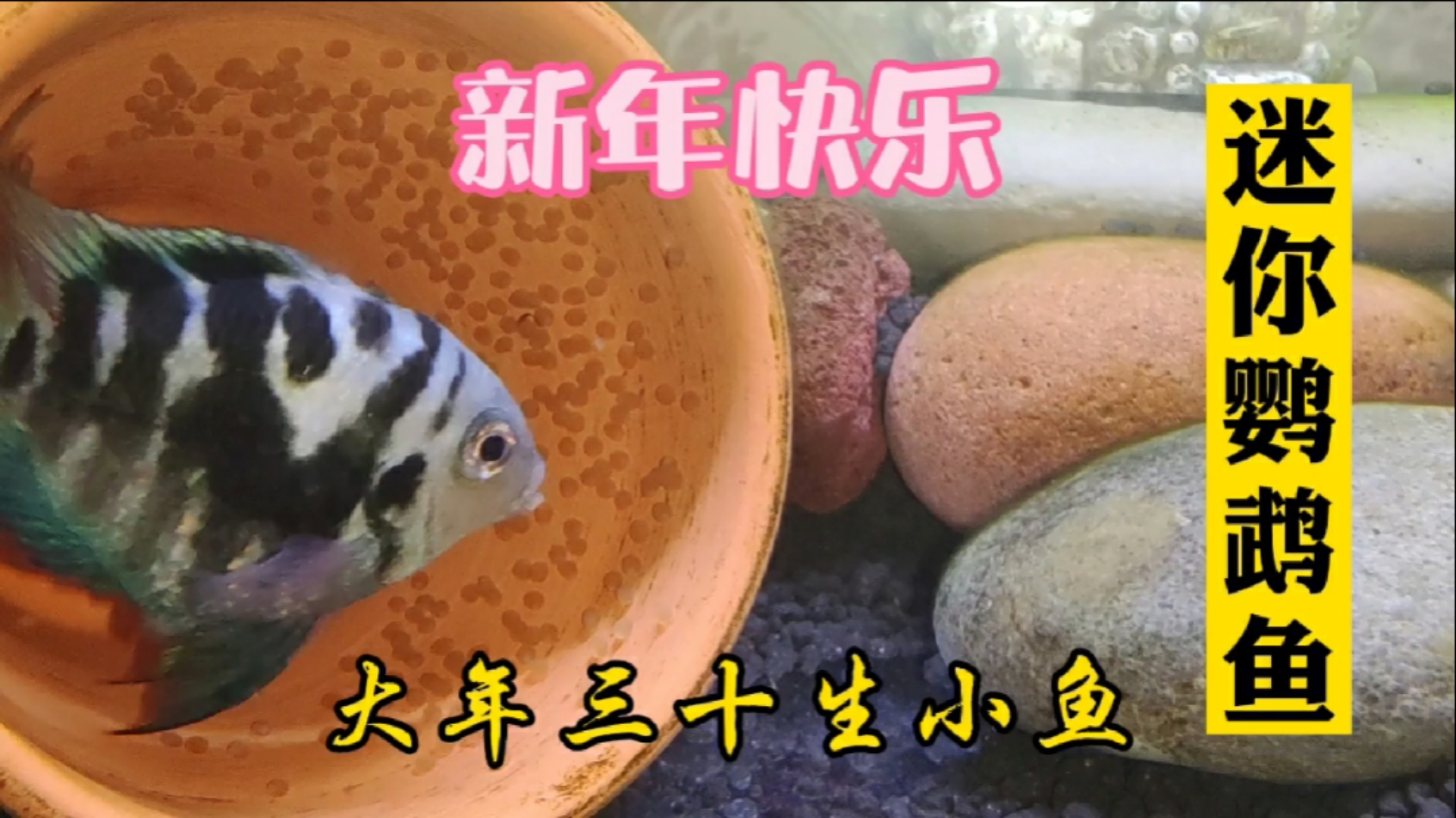 #小小爱宠萌化你#为何对迷你鹦鹉鱼不离不弃，就因为它时长会给你带来惊喜