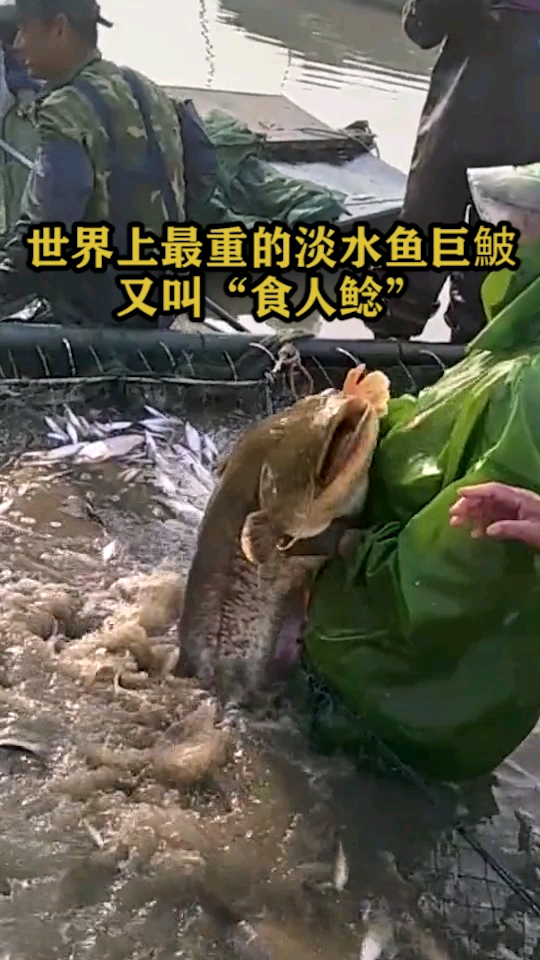 世界上最重的淡水鱼巨鮍又叫“食人鲶”