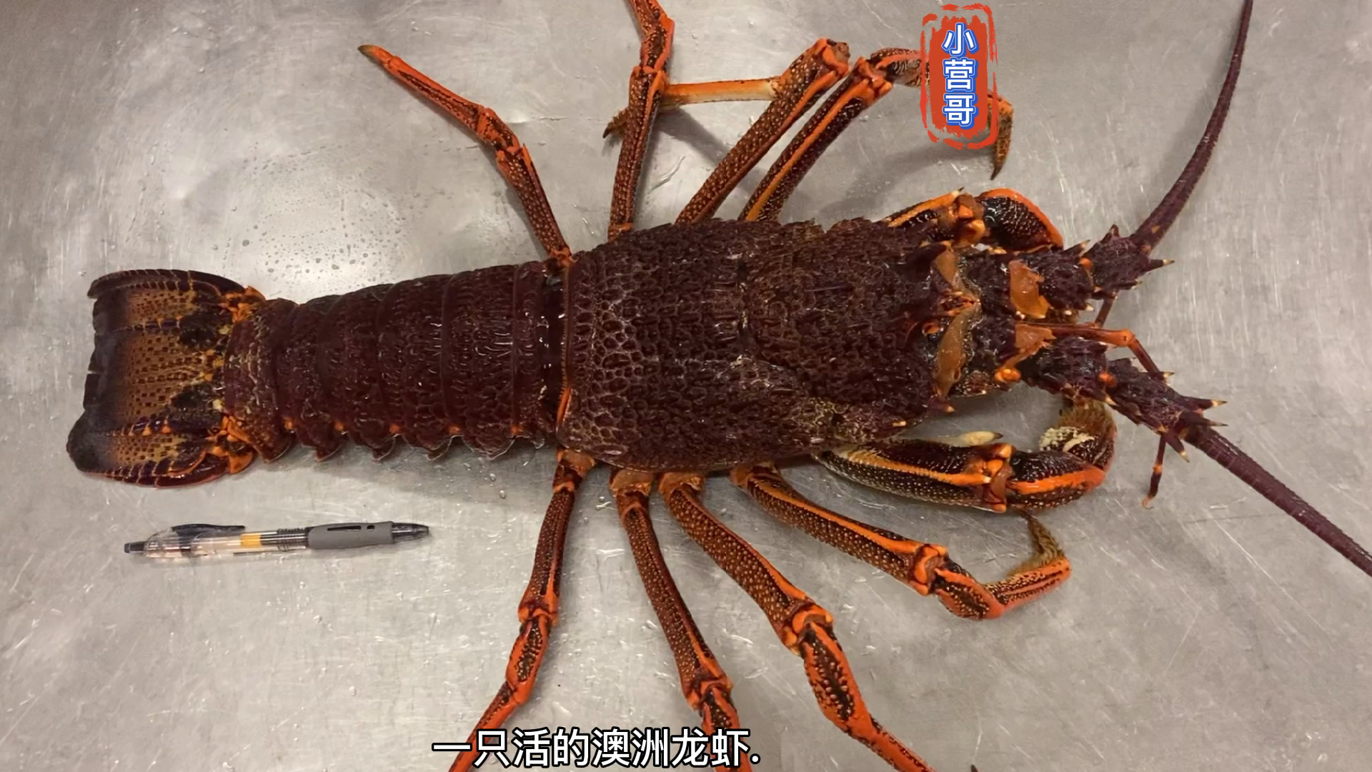 #美食#大龙虾刺身拼盘#美味#龙虾#澳洲#刺身