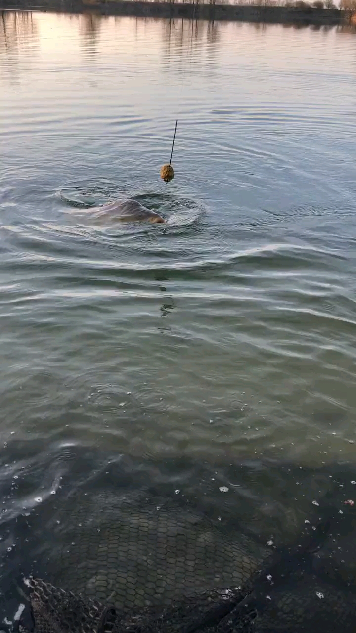 #钓鱼#裸鲤又叫镜面鲤鱼还叫松浦鲤鱼也叫德国镜面鲤,这条鱼在你那里叫什么?