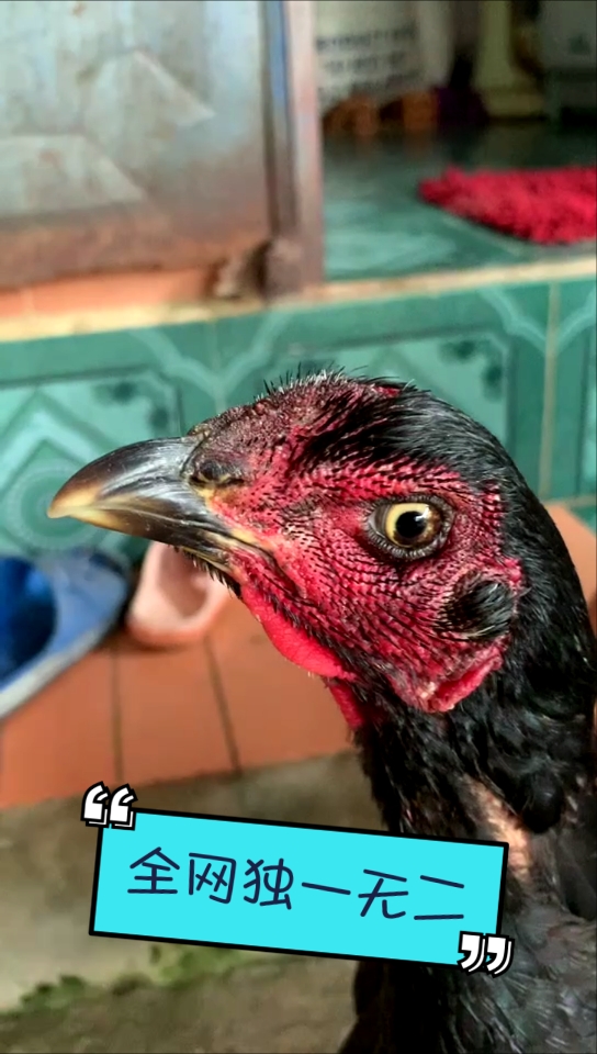 #越南西贡斗鸡#高档龙鳞加钢脚越南西贡鬼母