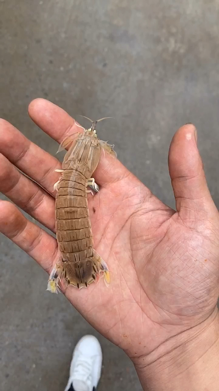 #烧烤#皮皮虾我们走,一起去找蓝朋友