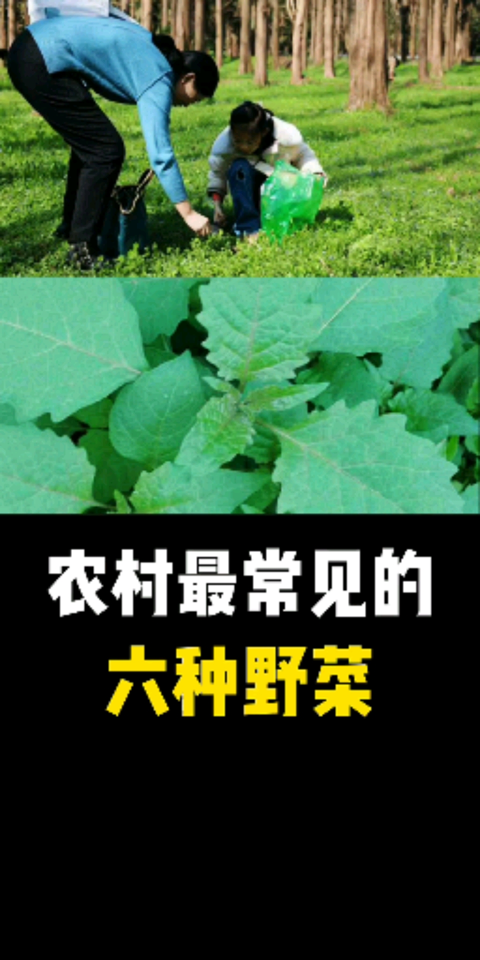 #美食看中国#农村最常见的六种野菜,朋友们你都吃过哪些野菜