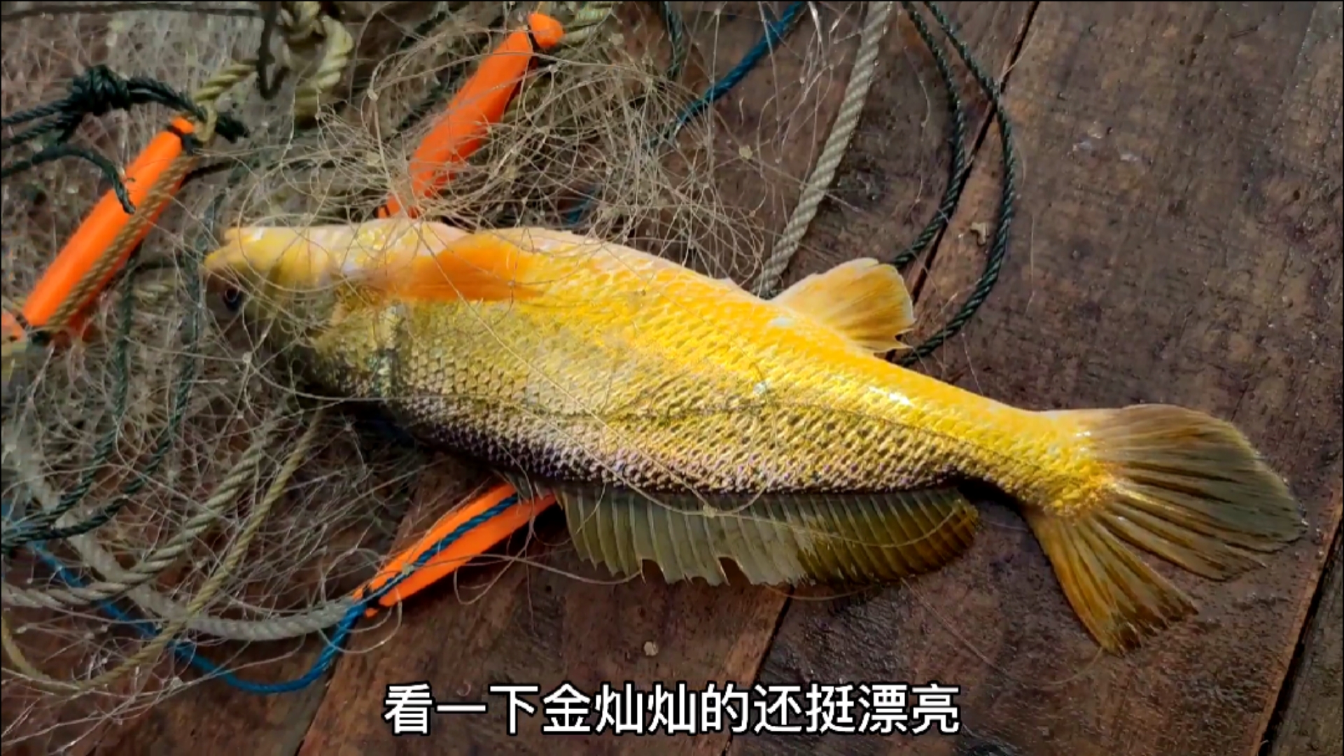 #赶海户外#鱼况堪忧的近海海域，却盛产渔民为着疯狂的名贵鱼种，不惜空网也要放手一搏（上）