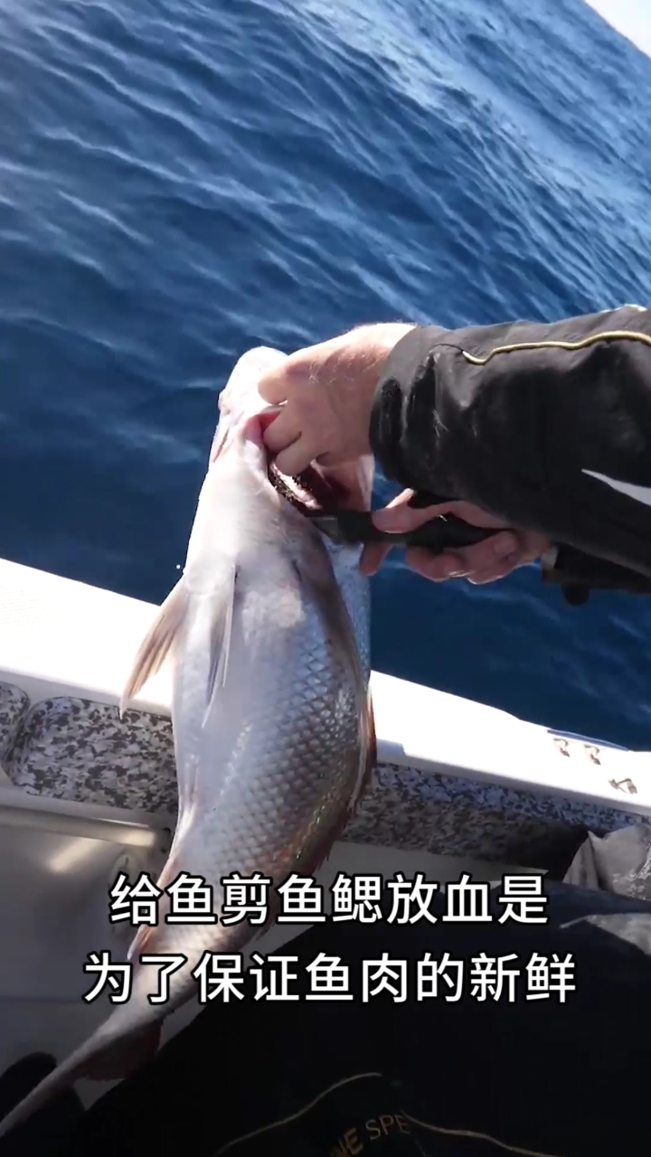 深海船钓上来的鱼为什么马上要放血?