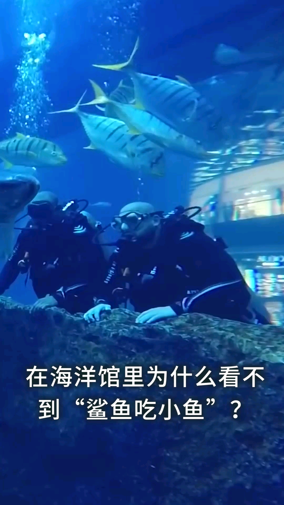 在海洋馆里为什么看不到“鲨鱼吃小鱼”?